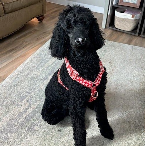 Enlarge Winter, an adopted Standard Poodle in St. George, UT image 5/6