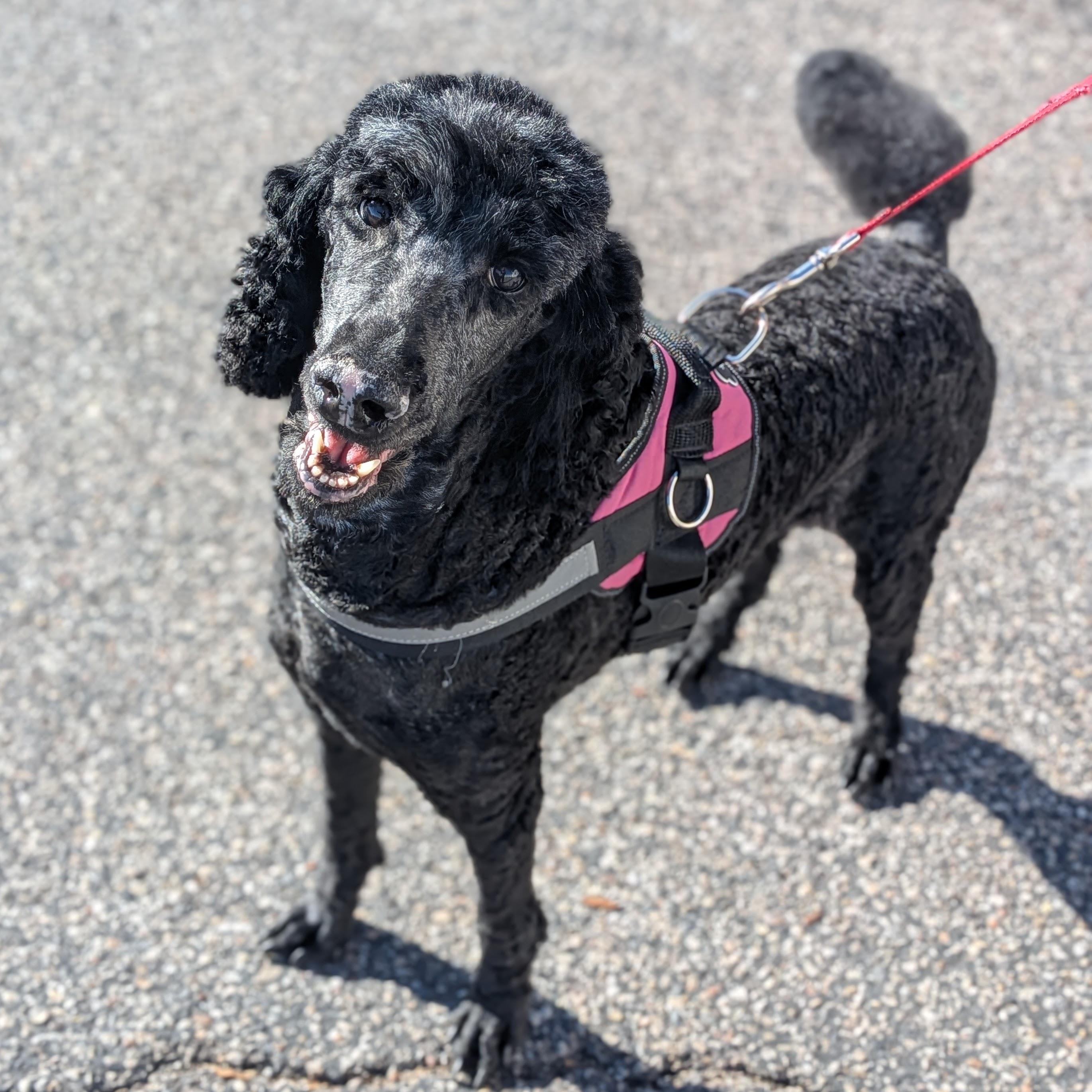 Enlarge Winter, an adopted Standard Poodle in St. George, UT image 2/6