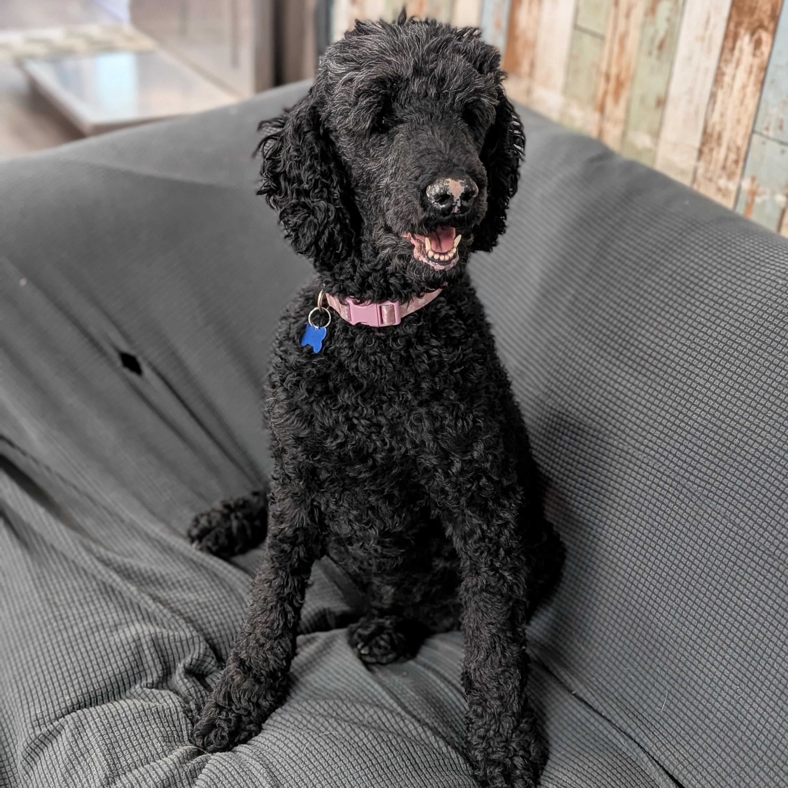Enlarge Winter, an adopted Standard Poodle in St. George, UT image 1/6
