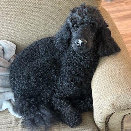 Enlarge Winter, an adopted Standard Poodle in St. George, UT image 4/6