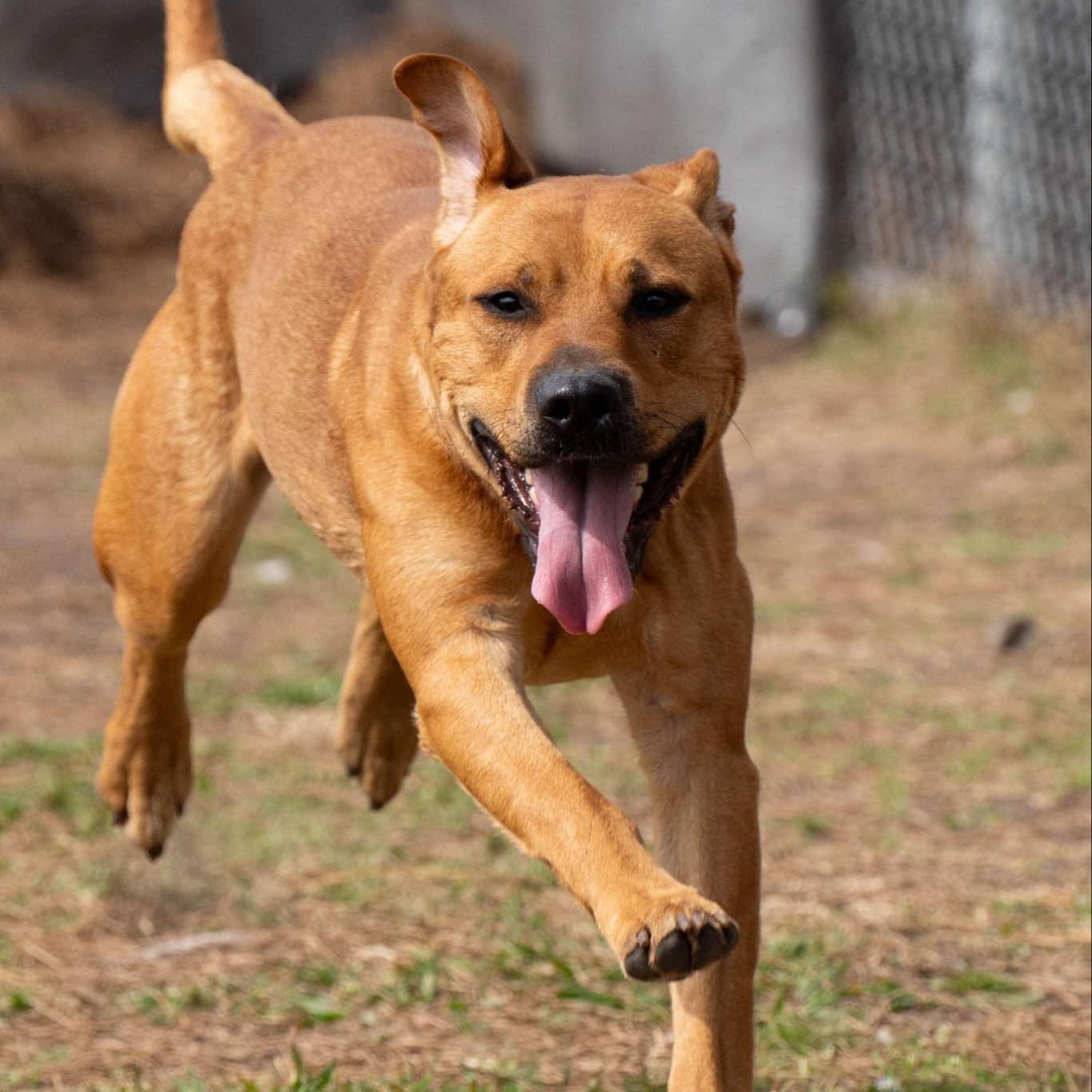 Rigby, a Adoptable Mixed Breed in Myrtle Beach, SC image 4/4