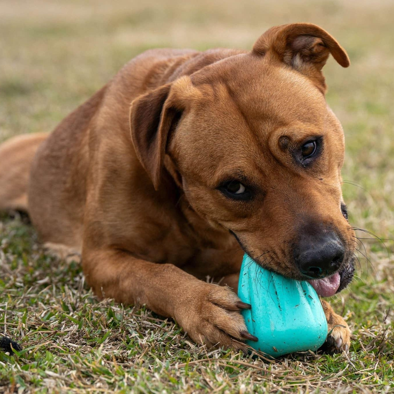 Rigby, Adoptable, Adult Male Mixed Breed.