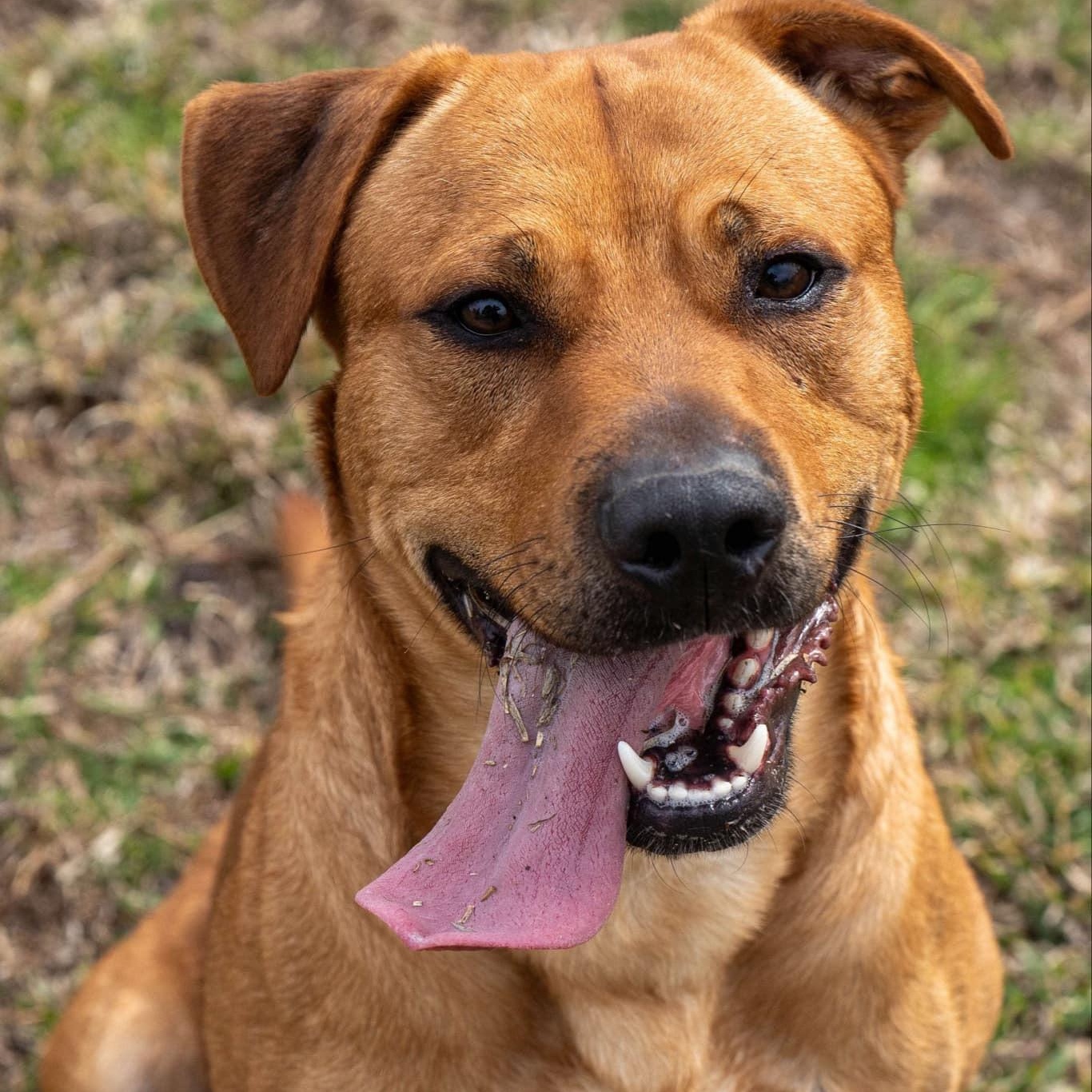 Rigby, a Adoptable Mixed Breed in Myrtle Beach, SC image 2/4