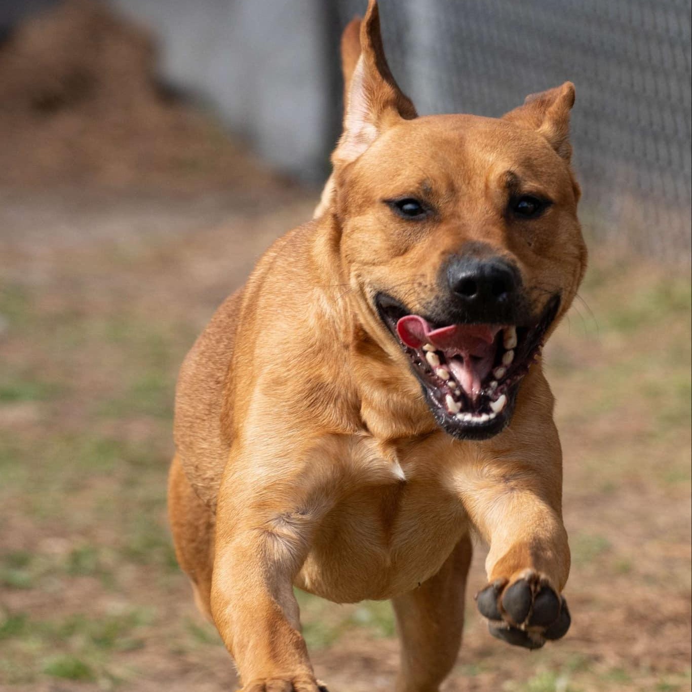 Rigby, a Adoptable Mixed Breed in Myrtle Beach, SC image 3/4