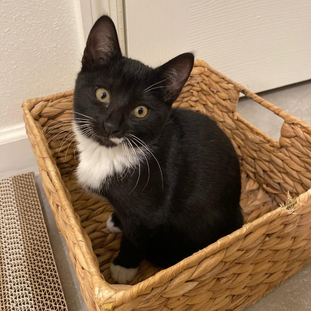 Enlarge Mini trix, a Adoptable mixed breed in Titusville, FL image 1/1