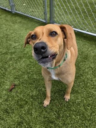 Honey Dew, Adoptable, Adult Female Mixed Breed & Mixed Breed.