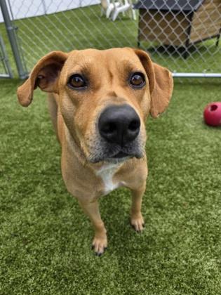 Honey Dew, a Adoptable mixed breed in Savannah, GA image 2/3