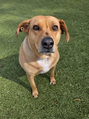 Honey Dew, a Adoptable mixed breed in Savannah, GA image 3/3