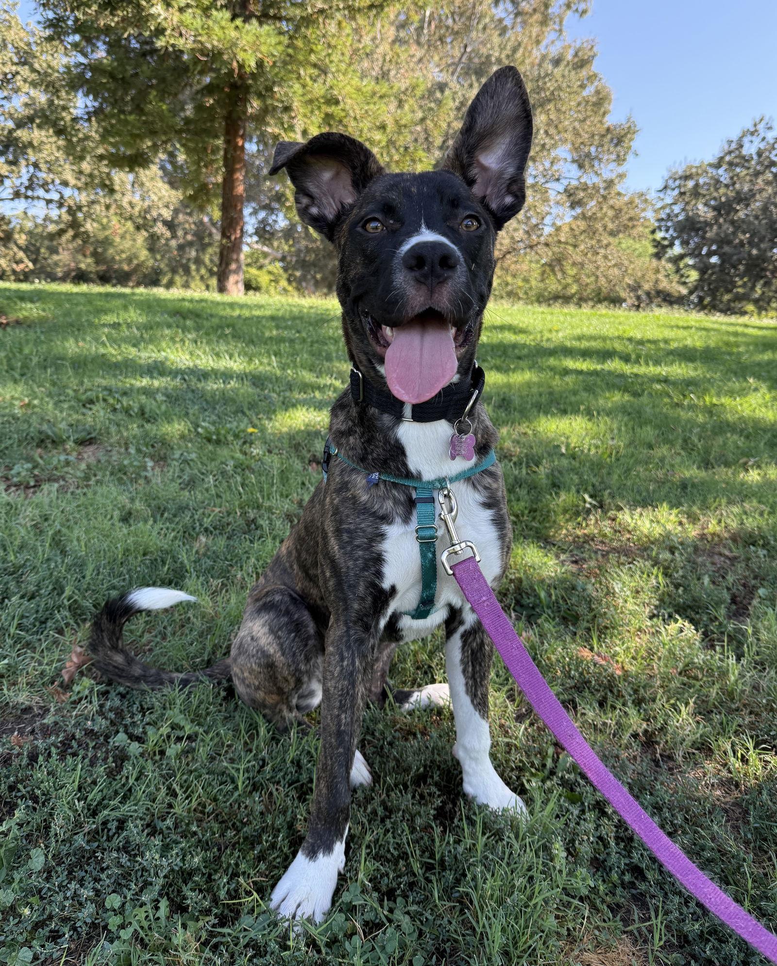 Enlarge Cheerio, a Adoptable Boxer in Davis, CA image 1/3