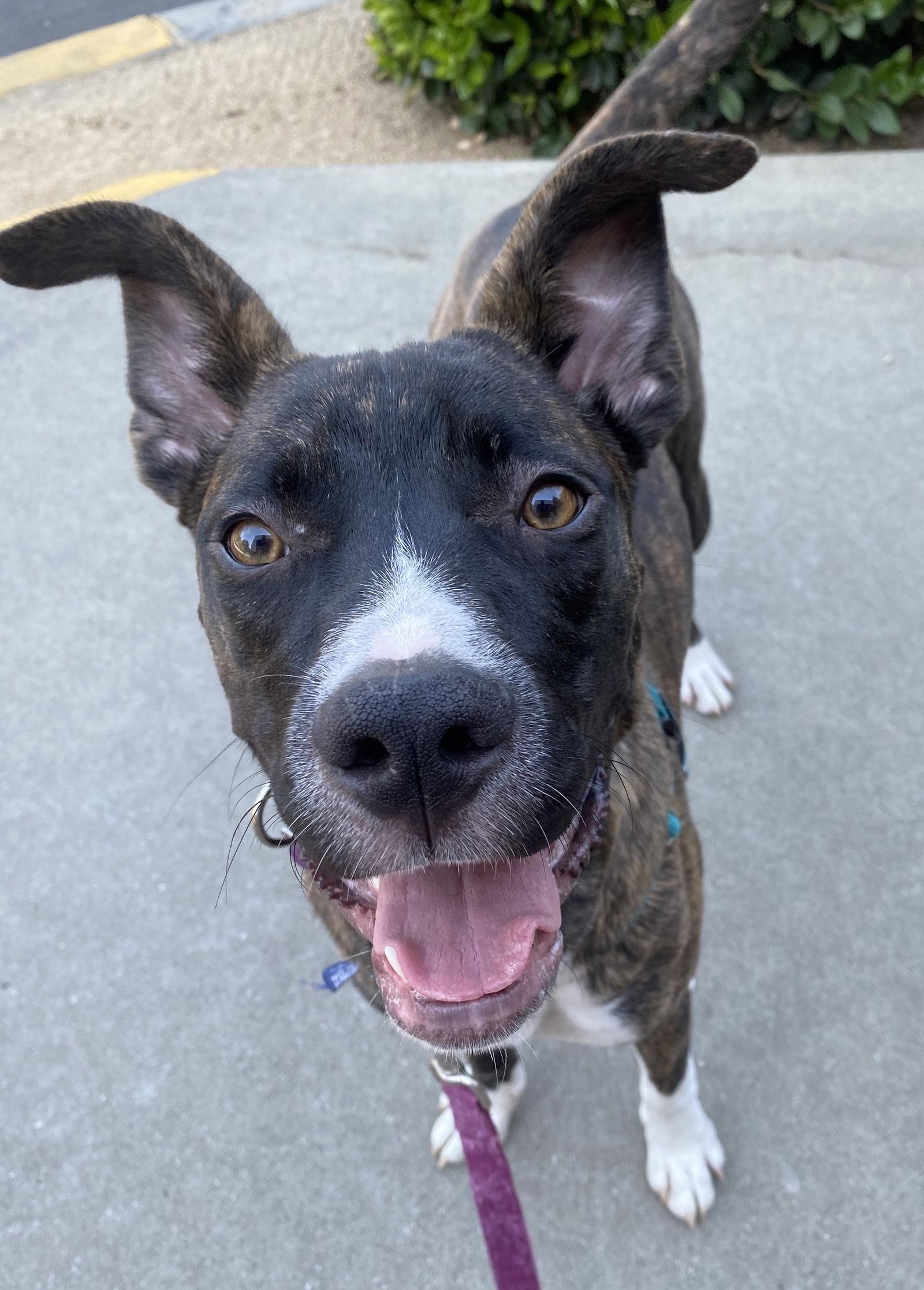 Cheerio, Adoptable, Young Female Boxer.