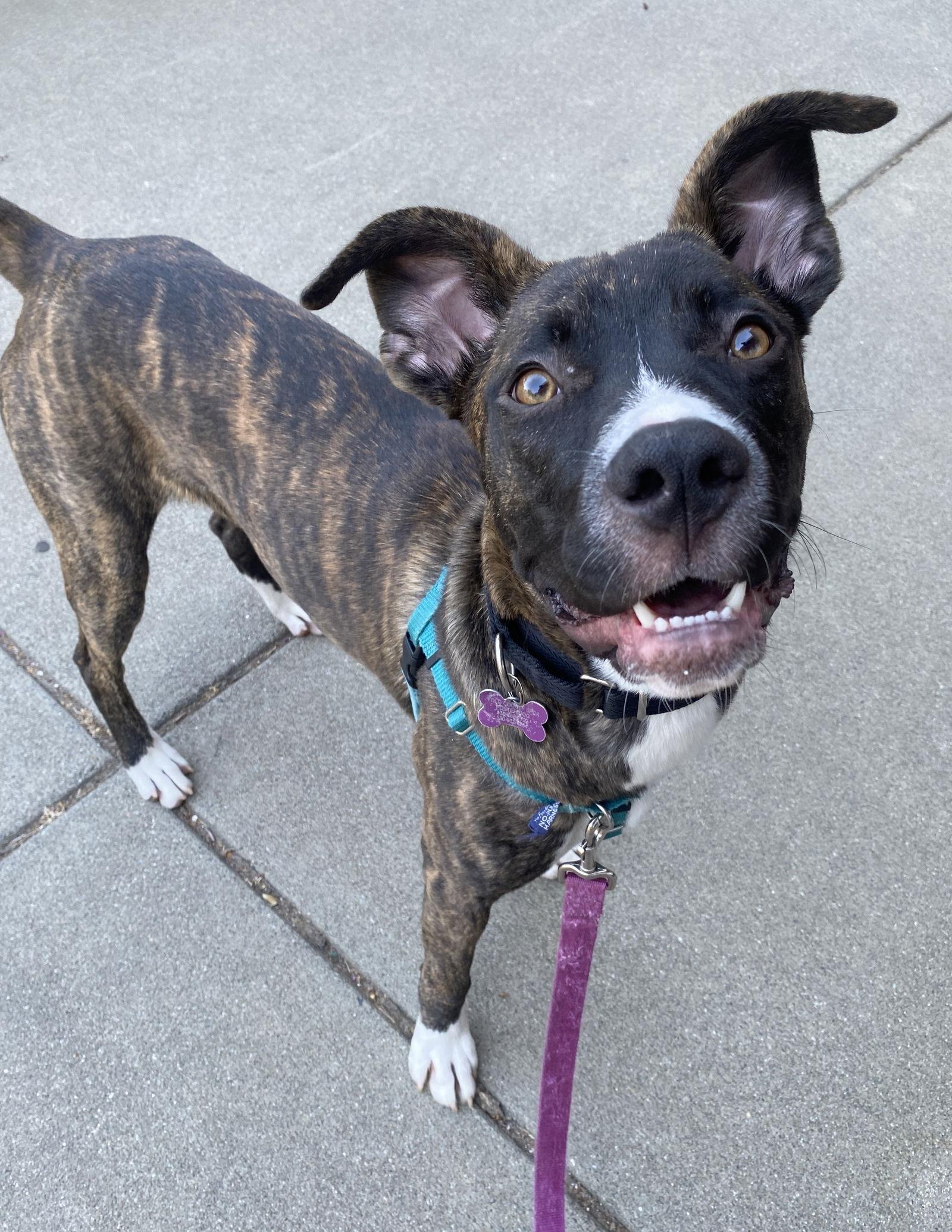 Enlarge Cheerio, a Adoptable Boxer in Davis, CA image 2/3