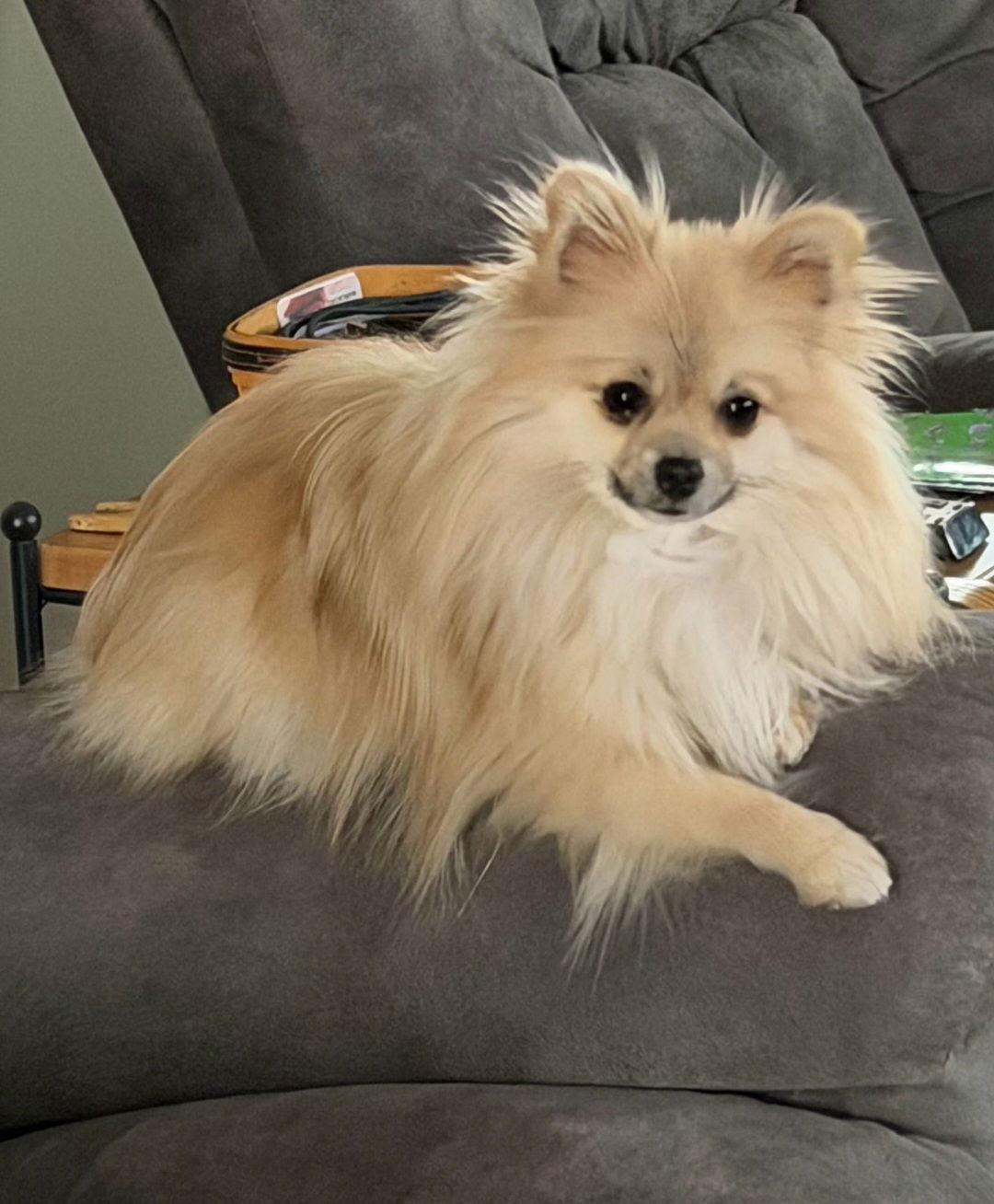 Peppers, Adoptable, Young Female Pomeranian.