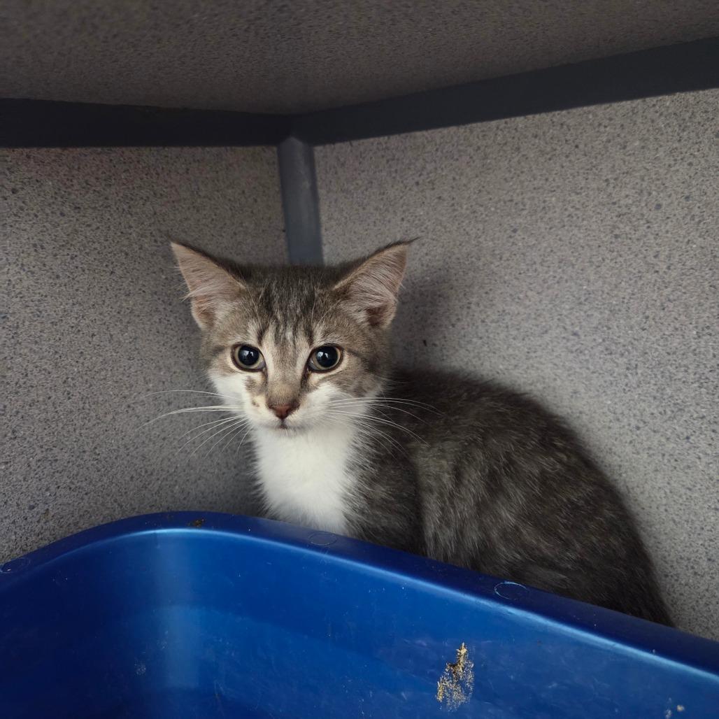 Enlarge Wheat, a Adoptable Domestic Medium Hair in North Battleford, SK image 1/1