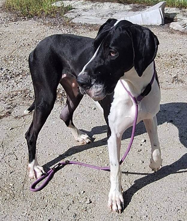 DANIEL, Adoptable, Young Male Great Dane.