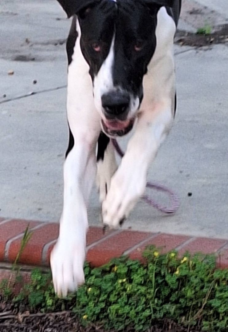 DANIEL, a Adoptable Great Dane in Los Angeles, CA image 2/5