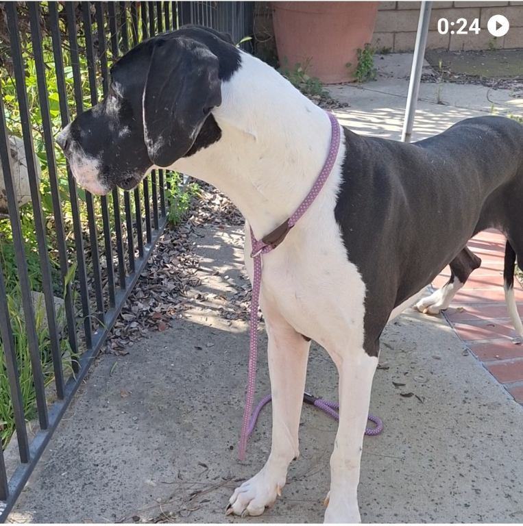 DANIEL, a Adoptable Great Dane in Los Angeles, CA image 3/5