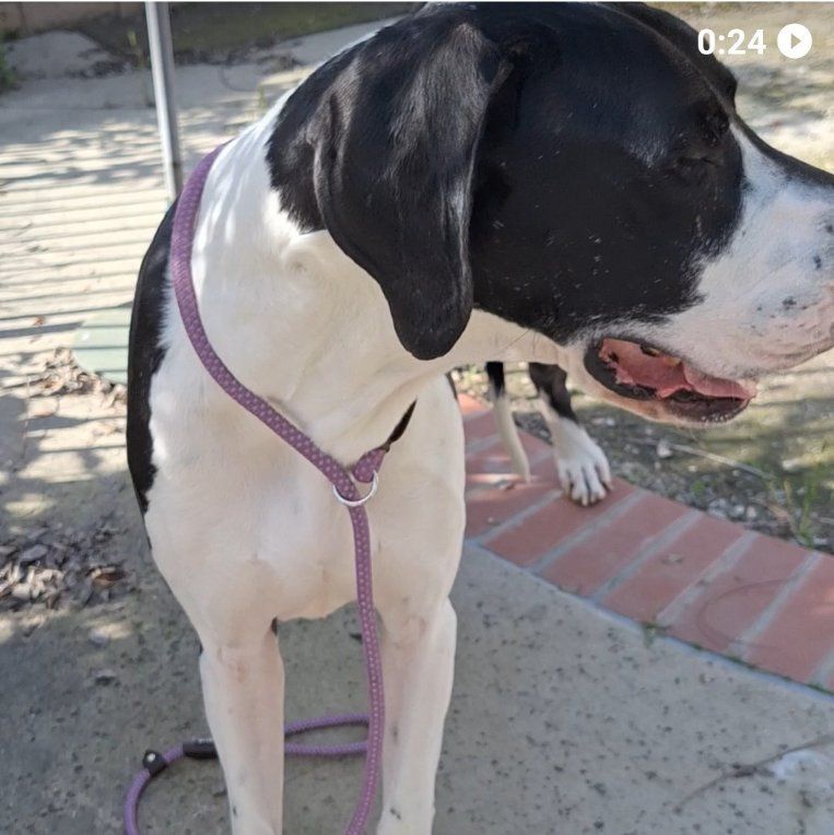 DANIEL, a Adoptable Great Dane in Los Angeles, CA image 4/5
