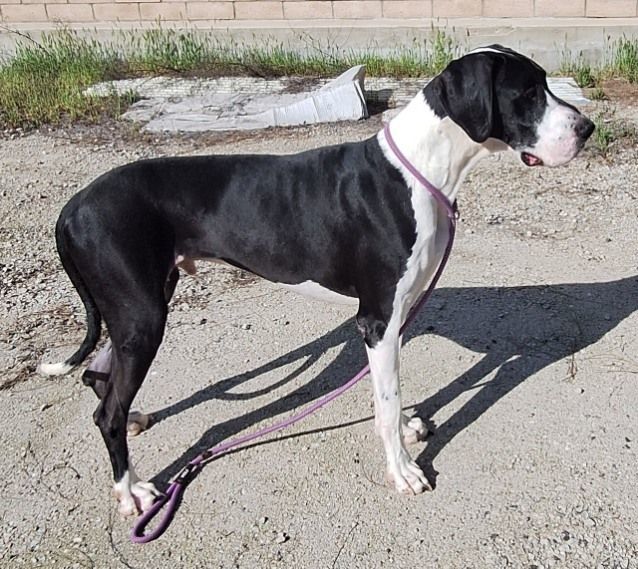 DANIEL, a Adoptable Great Dane in Los Angeles, CA image 5/5