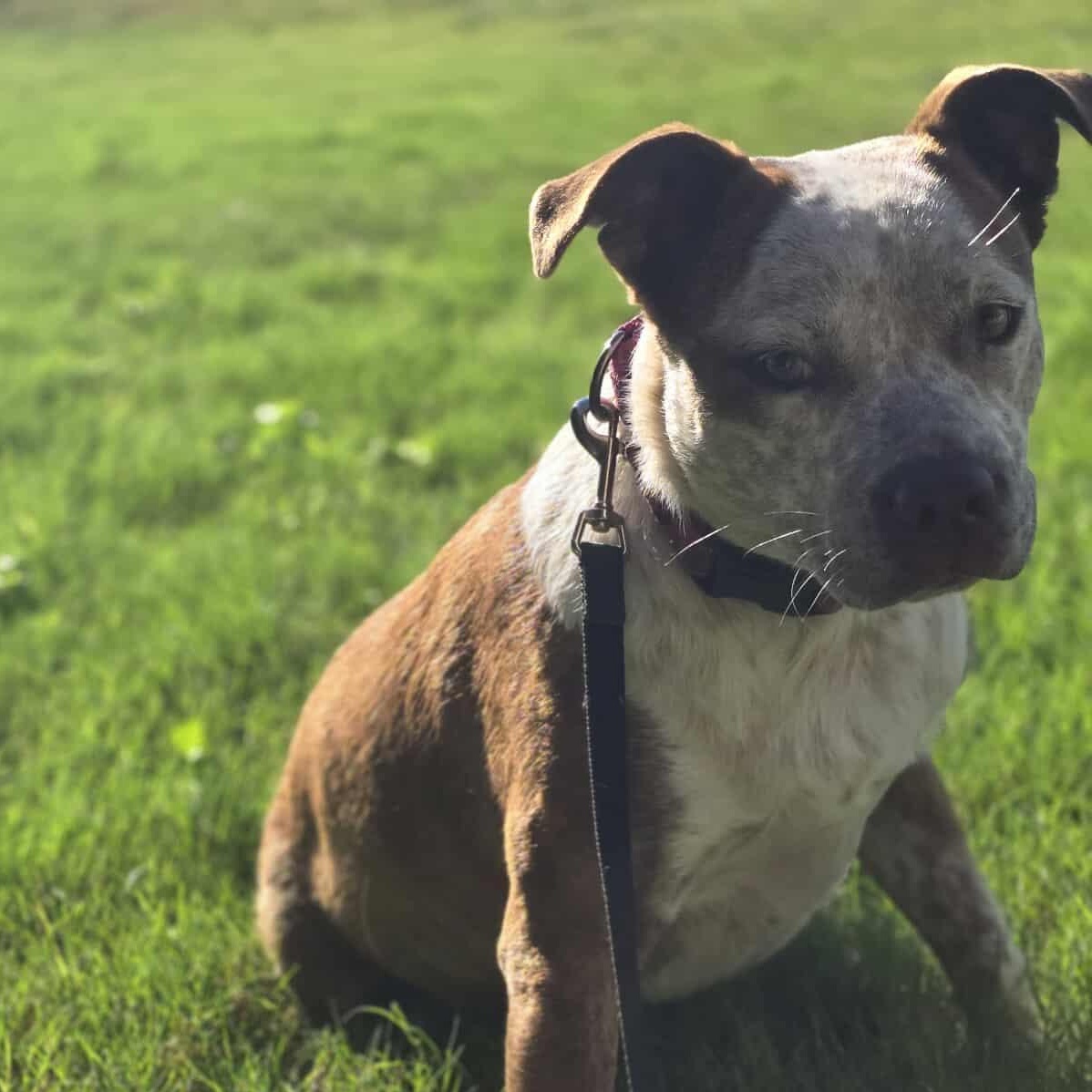 Cinnamon — thumbnail 2