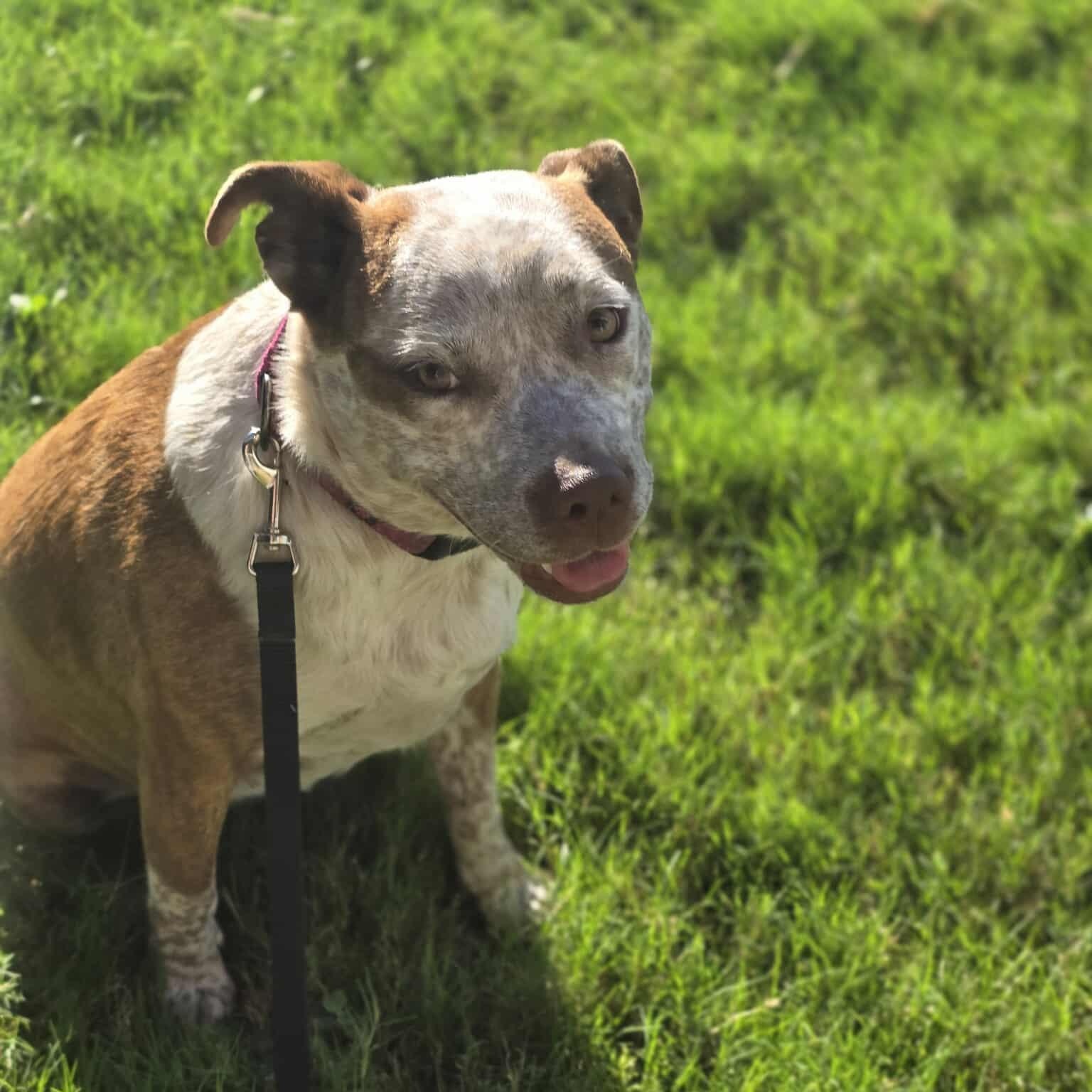 Cinnamon — thumbnail 3