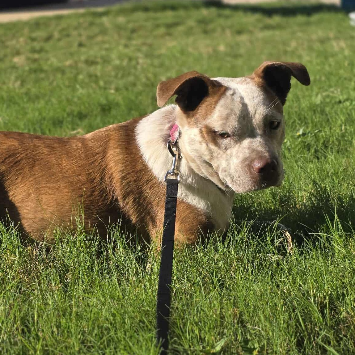 Cinnamon — thumbnail 4