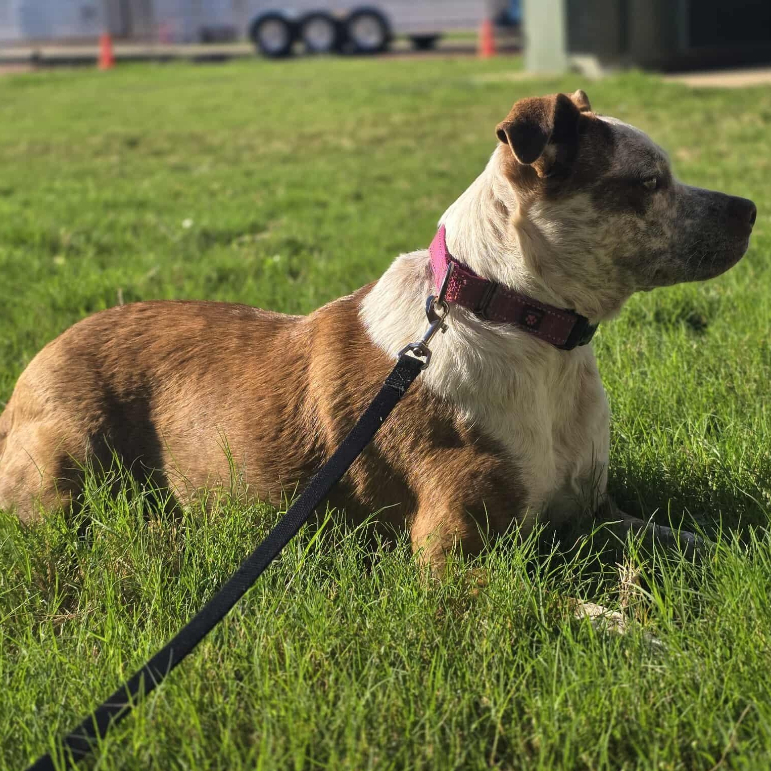 Cinnamon — thumbnail 5