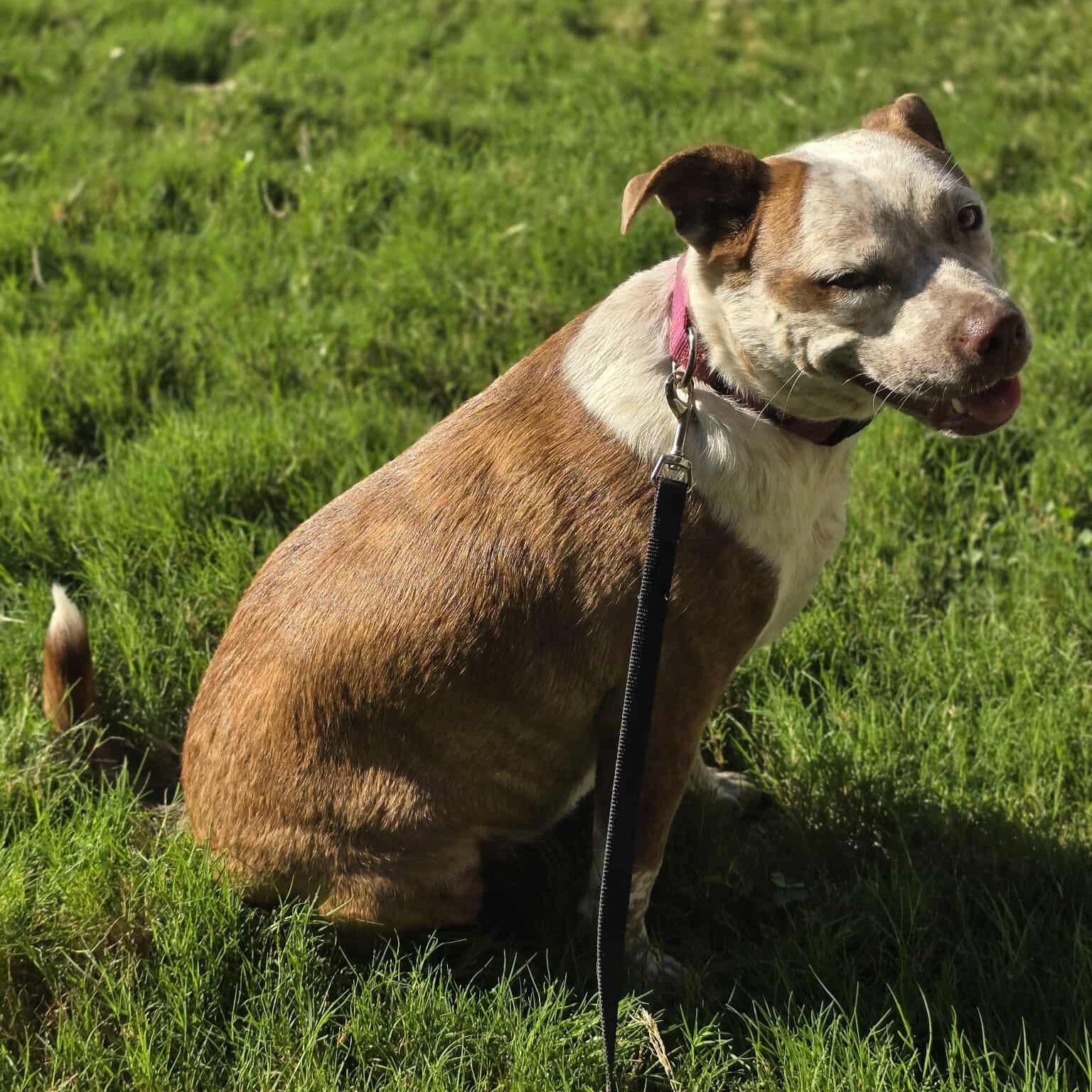 Cinnamon — thumbnail 6