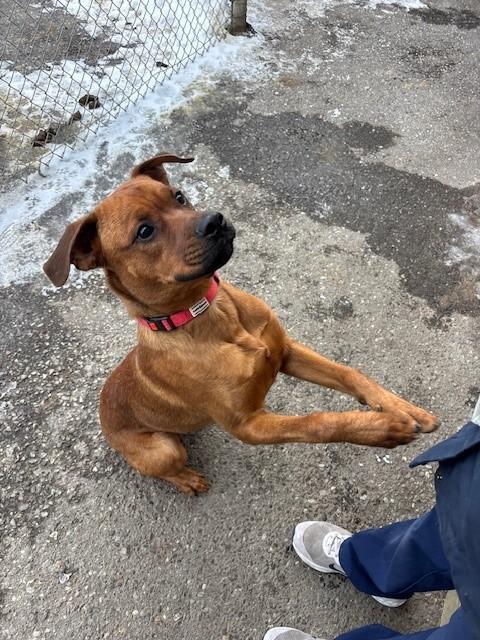 Rusty, a Adoptable mixed breed in Caledon, ON image 1/6