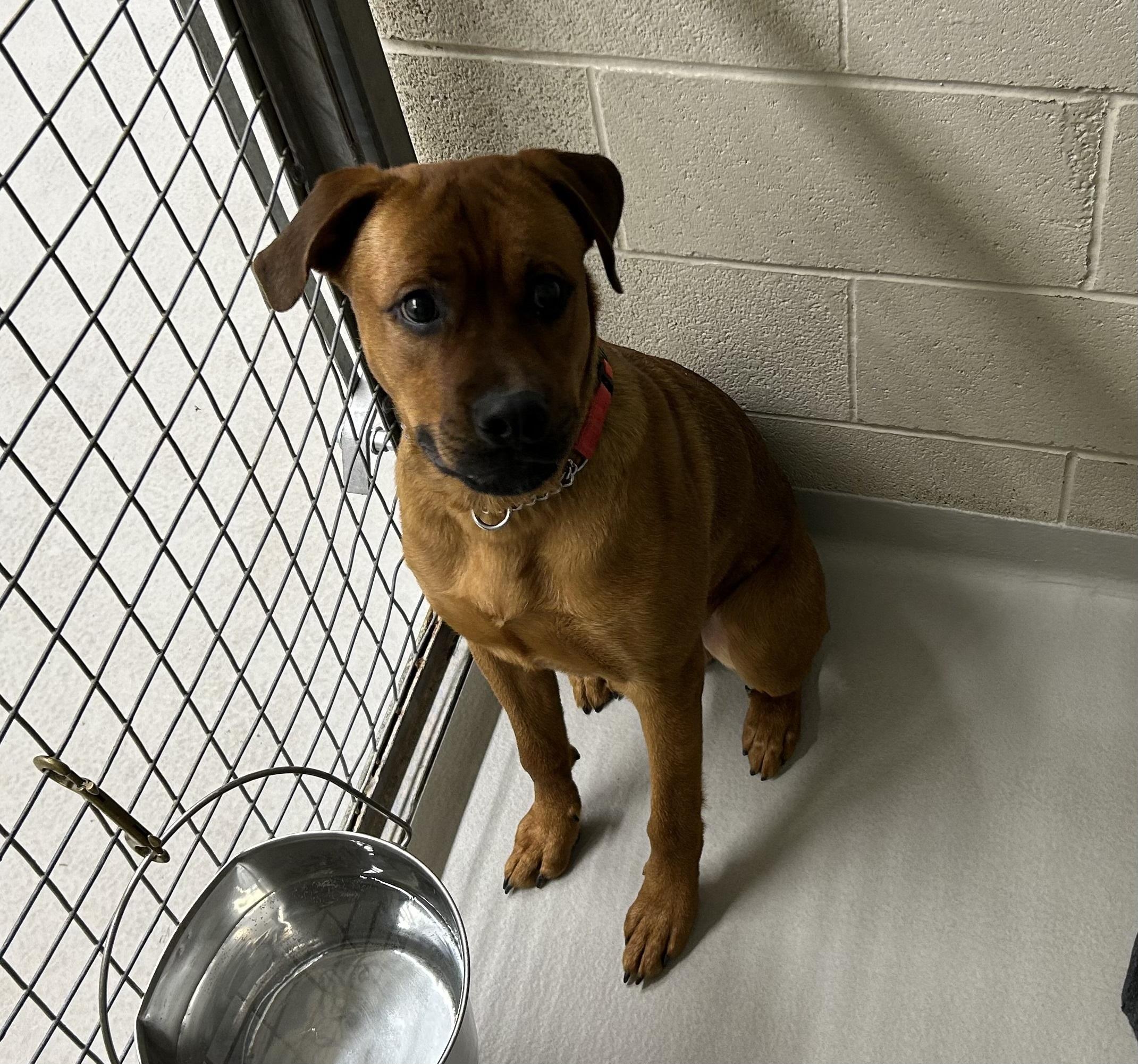 Rusty, Adoptable, Young Male Boxer.