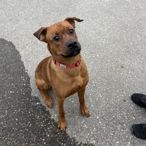 Rusty, a Adoptable mixed breed in Caledon, ON image 3/6