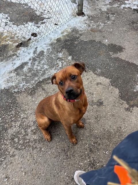 Rusty, a Adoptable mixed breed in Caledon, ON image 4/6
