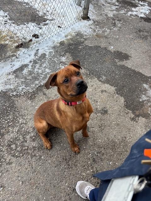 Rusty, a Adoptable mixed breed in Caledon, ON image 5/6