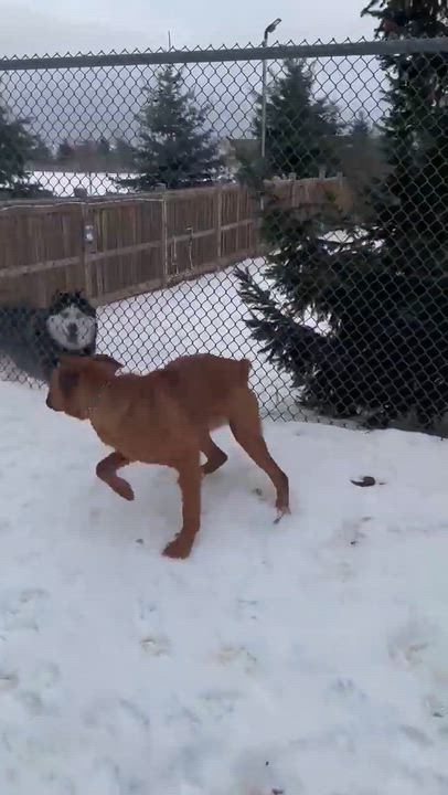 Enlarge Rusty, an adoptable mixed breed in Caledon, ON video 5/5