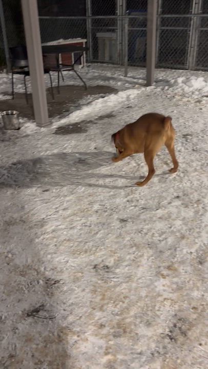 Enlarge Rusty, a Adoptable mixed breed in Caledon, ON video 6/6