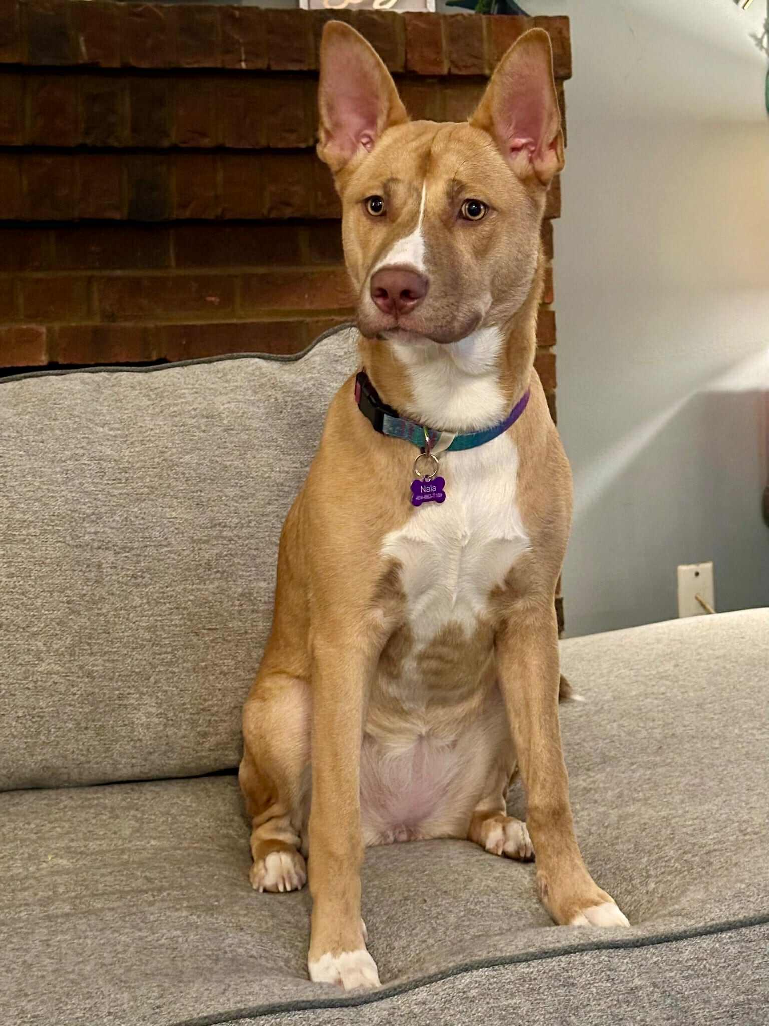 Nala, Adoptable, Adult Female Staffordshire Bull Terrier & Husky.