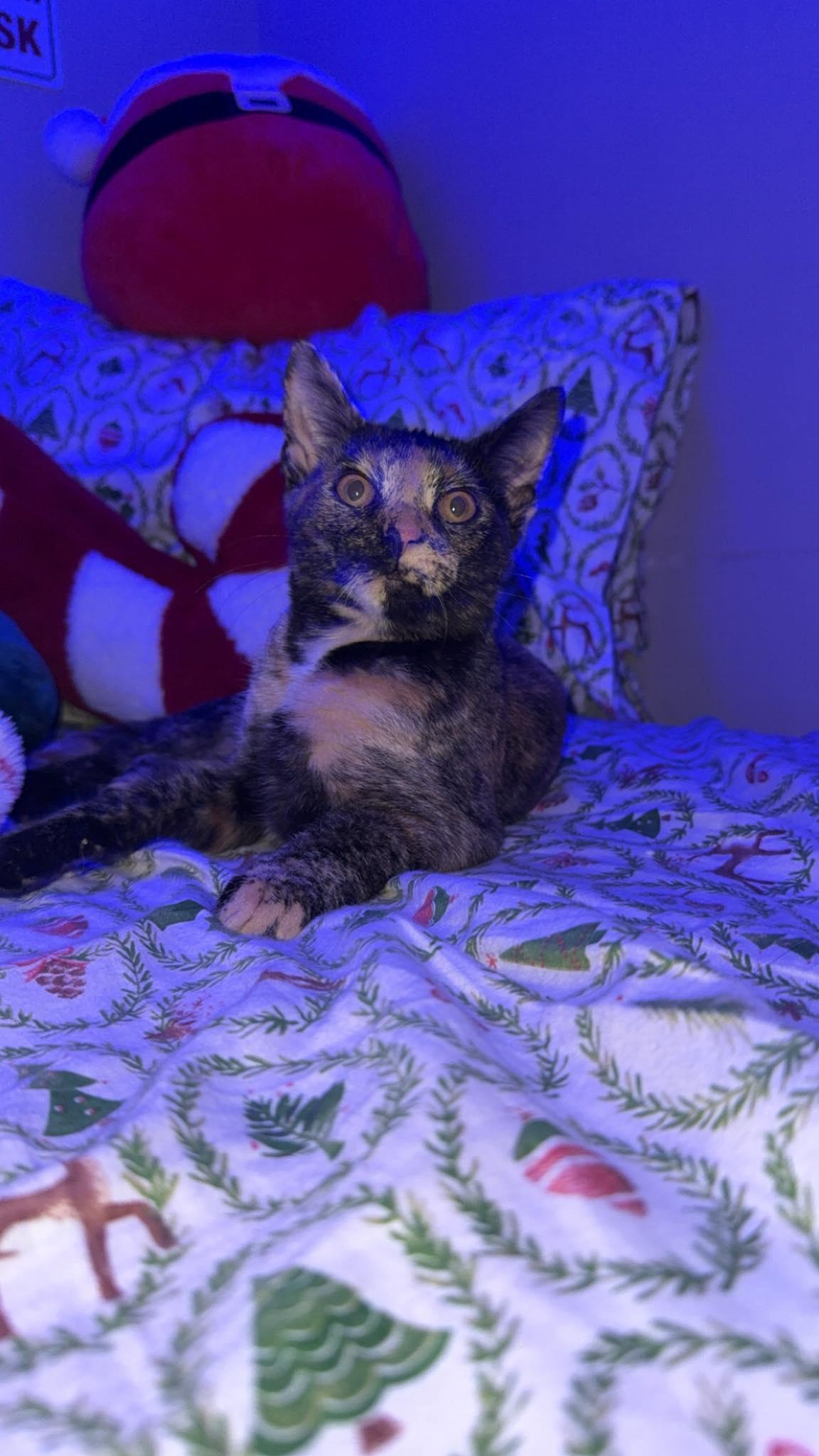 Enlarge Viera, a Adoptable mixed breed in Nesquehoning, PA image 2/6