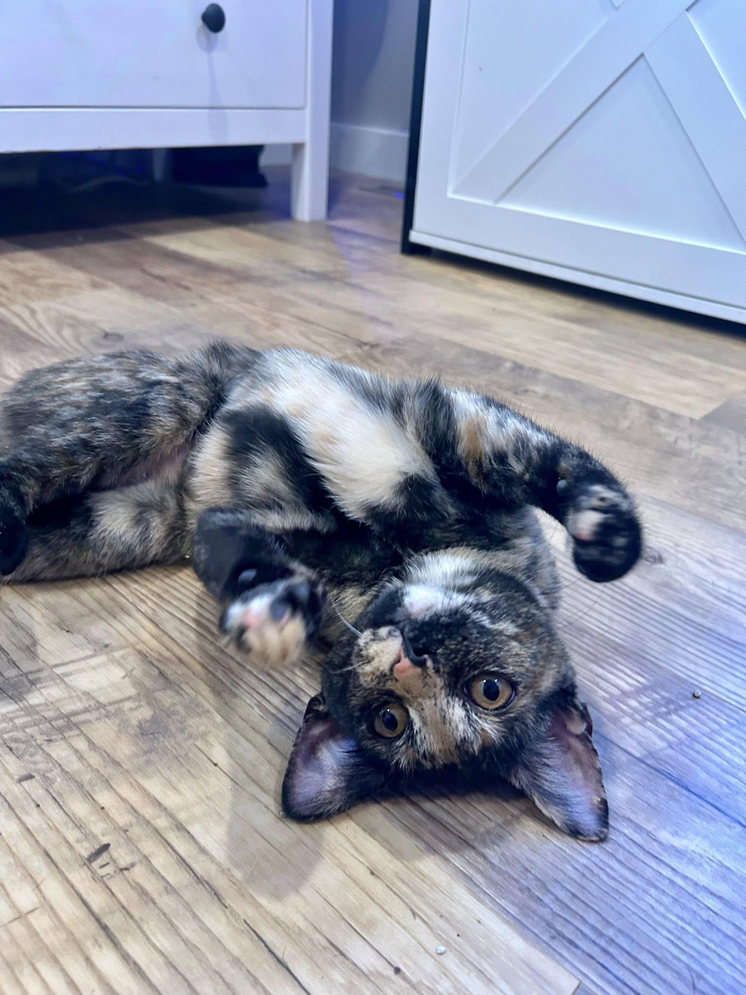 Viera, Adoptable, Kitten Female Tortoiseshell.