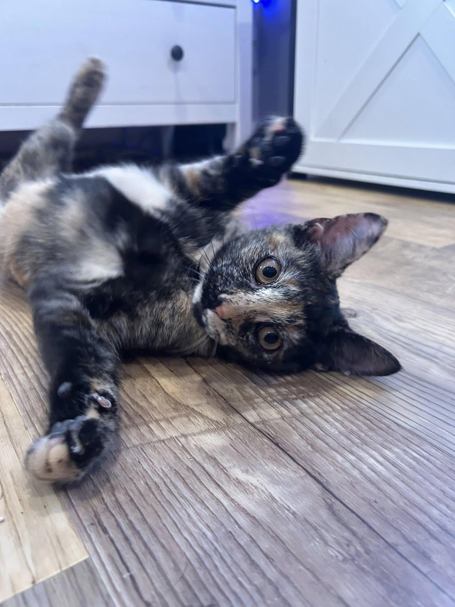 Enlarge Viera, a Adoptable mixed breed in Nesquehoning, PA image 4/6