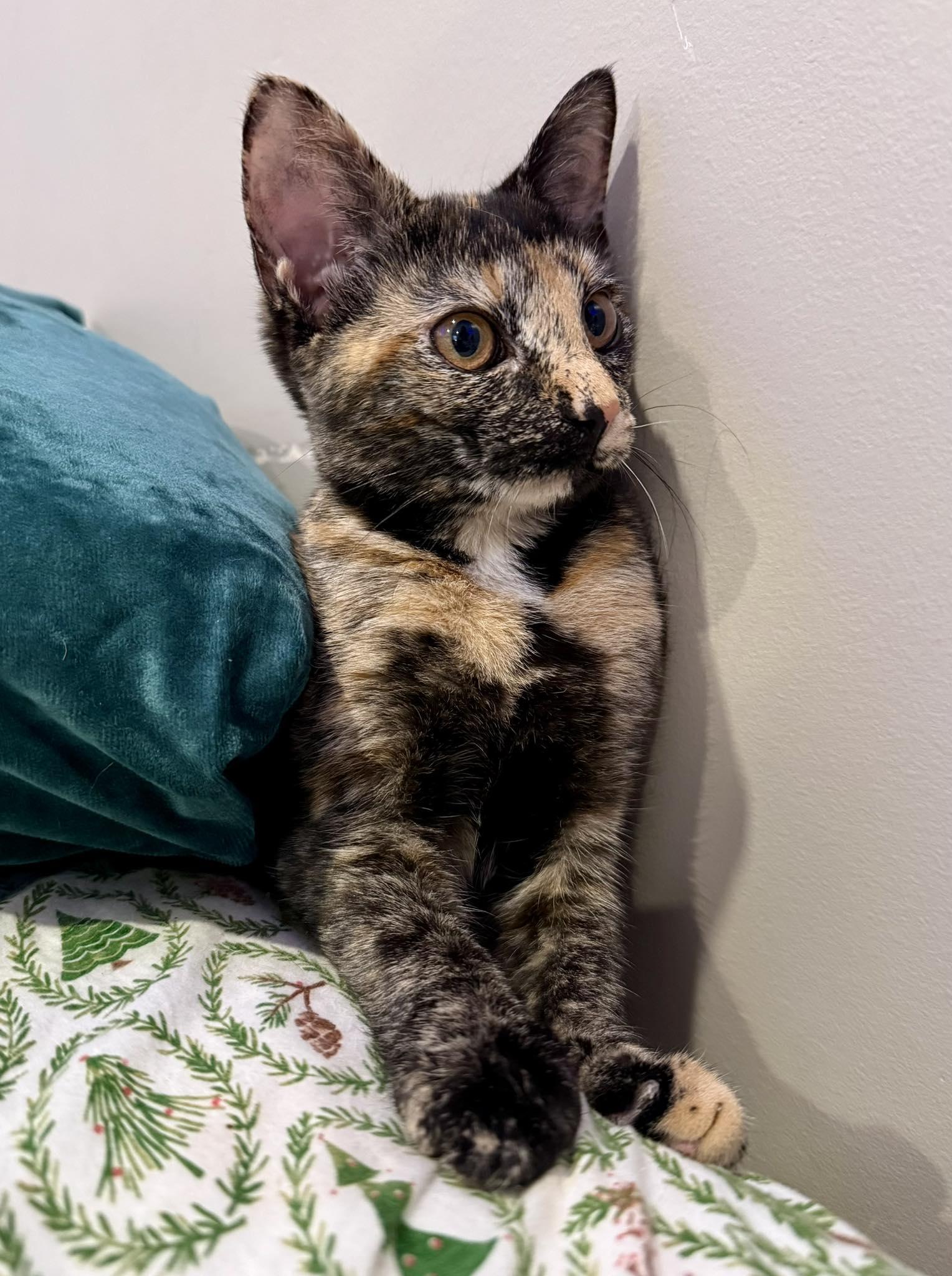 Enlarge Viera, a Adoptable mixed breed in Nesquehoning, PA image 5/6