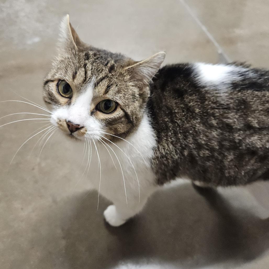 Louie, Adoptable, Adult Male Domestic Short Hair.