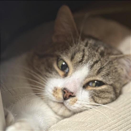 Enlarge Louie, a Adoptable Domestic Short Hair in Saint Cloud, MN image 2/6