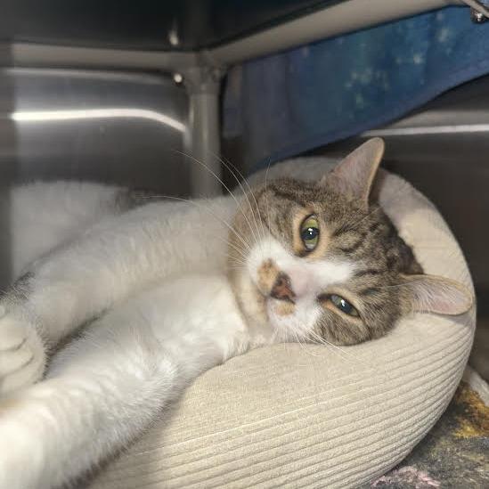 Enlarge Louie, a Adoptable Domestic Short Hair in Saint Cloud, MN image 3/6