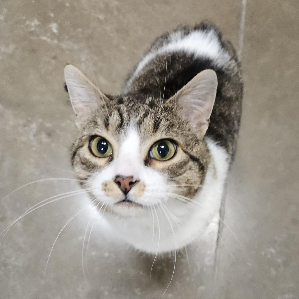 Enlarge Louie, a Adoptable Domestic Short Hair in Saint Cloud, MN image 4/6