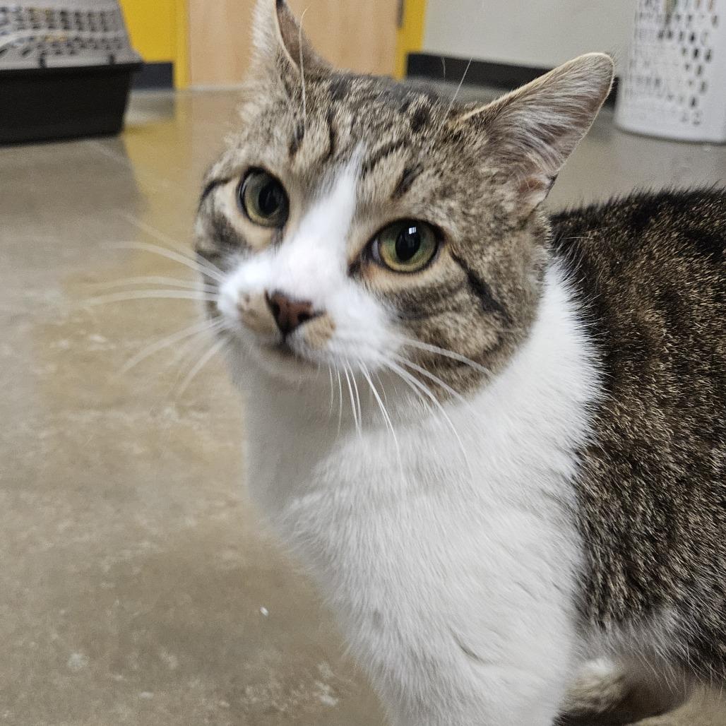 Enlarge Louie, a Adoptable Domestic Short Hair in Saint Cloud, MN image 5/6