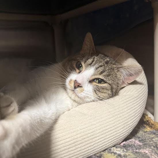 Enlarge Louie, a Adoptable Domestic Short Hair in Saint Cloud, MN image 6/6