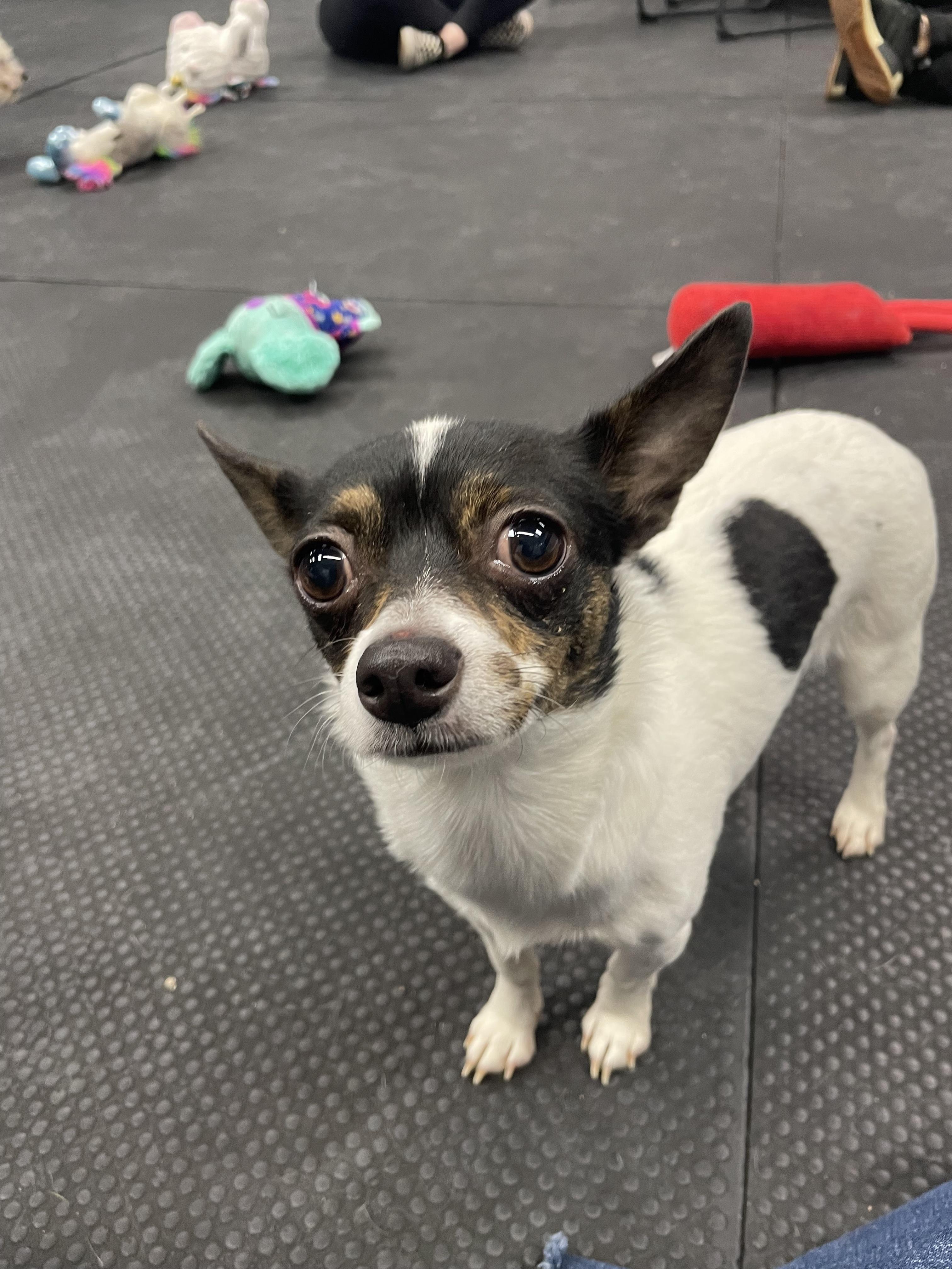 Enlarge Peach, an adopted Chihuahua in Vernon Hills, IL image 1/1