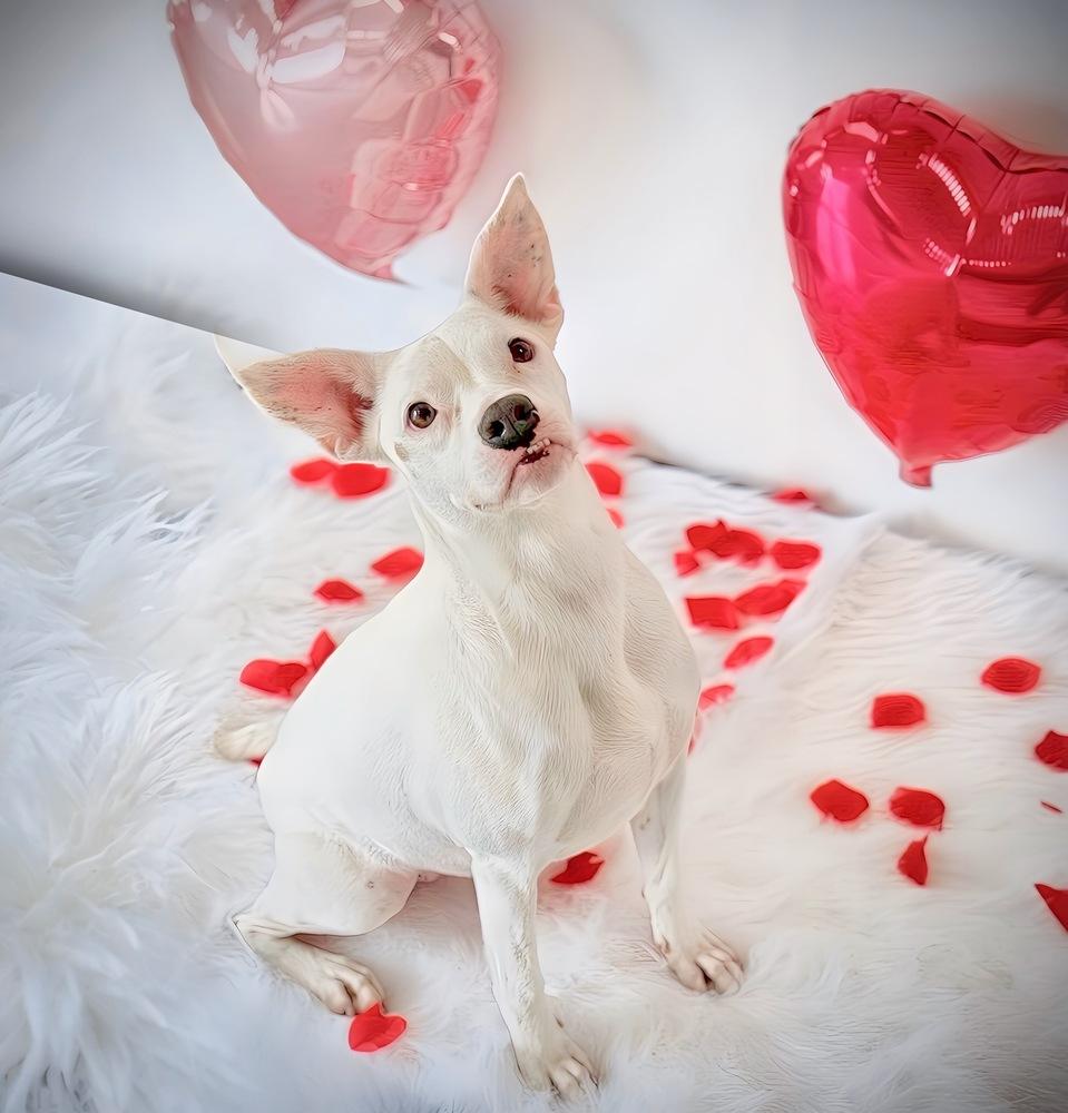 Enlarge Posie, a Adoptable mixed breed in Lafayette, CO image 1/6