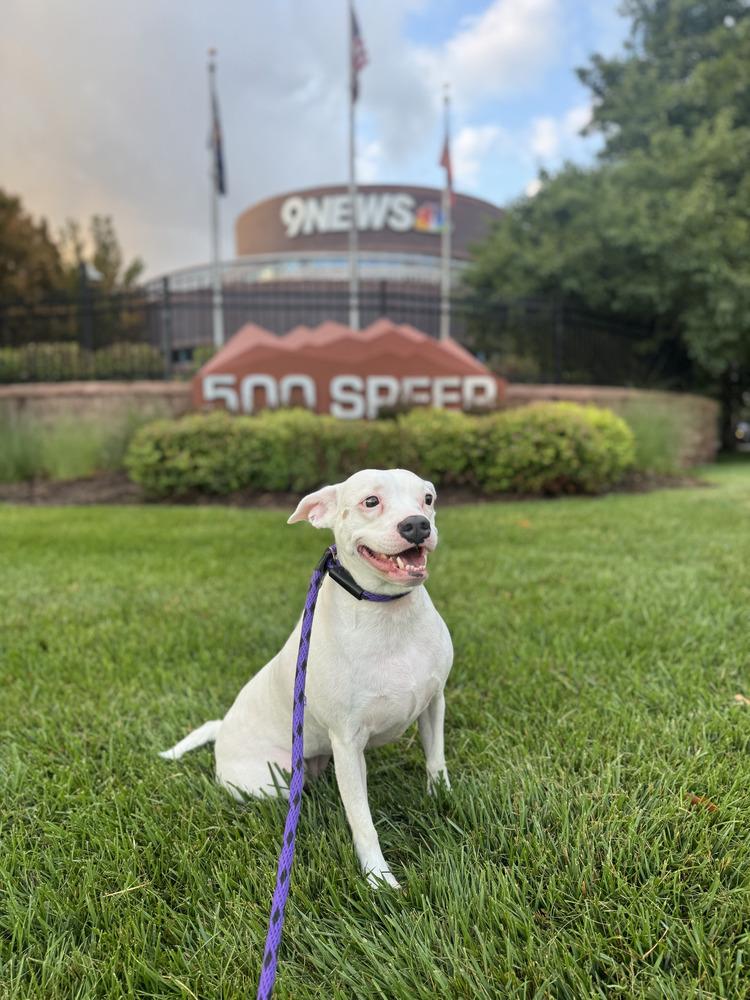 Posie, Adoptable, Adult Female Pit Bull Terrier & Australian Cattle Dog / Blue Heeler.