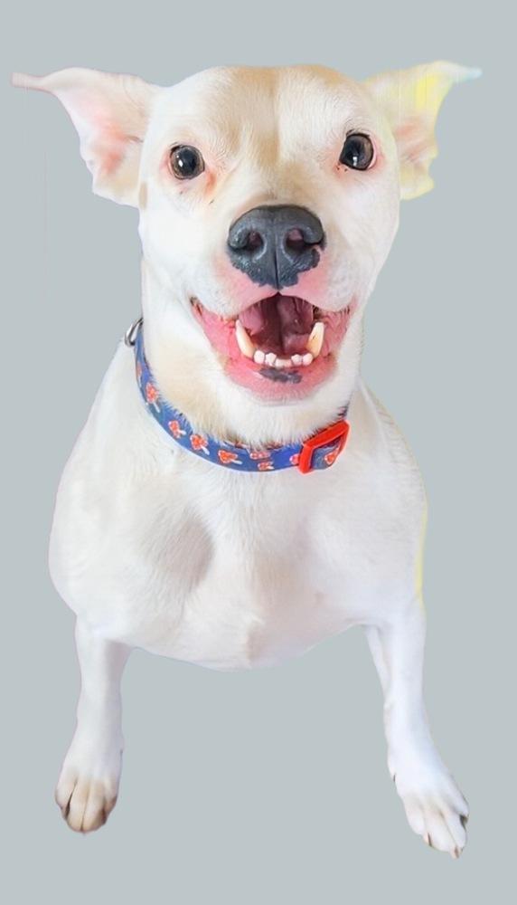 Enlarge Posie, a Adoptable mixed breed in Lafayette, CO image 2/6