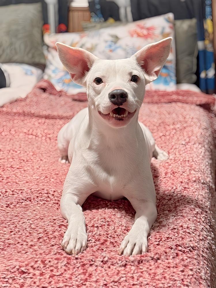 Enlarge Posie, a Adoptable mixed breed in Lafayette, CO image 5/6